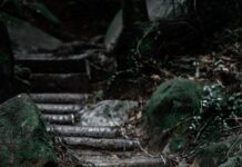 뇌건강, 일상 속 작은 실천으로 지키세요… 최신 트렌드와 실천법 a set of steps in the woods with moss growing on them